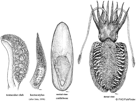 Common-cuttlefish