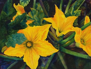 zucchini blossoms-WillRay