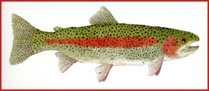 Virginia_Rainbow_Trout_Production_Border-1045x457