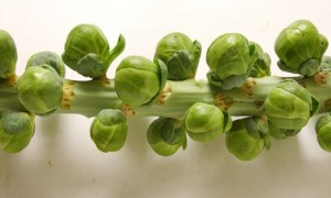 Brussels-sprouts-006