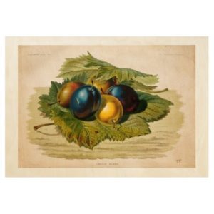 5_vintage_plums_painting_wood_poster-r8640f0f48ccc40c3977d91418dc50ac5_678j8_512