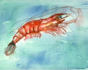 tybee-wild-shrimp-doris-blessington